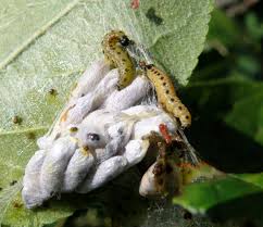 Attēlu rezultāti vaicājumam “Yponomeuta malinellus / cagnagella”