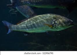 Image result for Argyrosomus regius