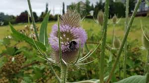 Attēlu rezultāti vaicājumam “Dipsacus fullonum flower”