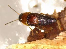 Attēlu rezultāti vaicājumam “Tachyporus sp.”