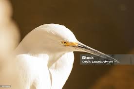 Image result for Egretta thula