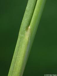 Attēlu rezultāti vaicājumam “Juncus alpinoarticulatus”