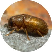 Attēlu rezultāti vaicājumam “Tomicus minor”