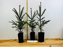 Attēlu rezultāti vaicājumam “Abies balsamea”