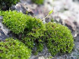 Attēlu rezultāti vaicājumam “Blasia pusilla sporophyte”