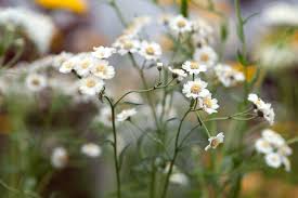 Image result for Achillea Ptarmica