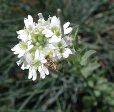Attēlu rezultāti vaicājumam “Berteroa incana flower”