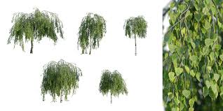 Attēlu rezultāti vaicājumam “Betula pendula Youngii”