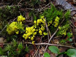 Attēlu rezultāti vaicājumam “Physarum virescens”