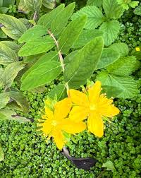 Attēlu rezultāti vaicājumam “Hypericum maculatum flower”
