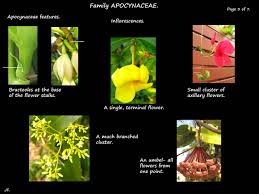 Attēlu rezultāti vaicājumam “Apocynaceae”