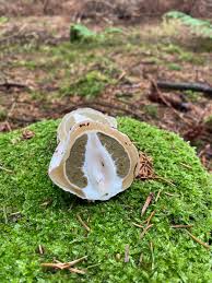 Attēlu rezultāti vaicājumam “Phallus impudicus”