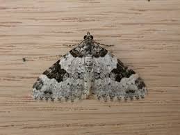 Attēlu rezultāti vaicājumam “Xanthorhoe fluctuata”