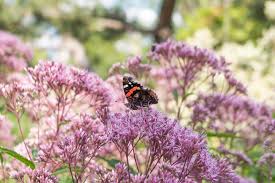 Image result for Eupatorium cannabinum