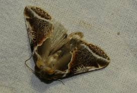 Attēlu rezultāti vaicājumam “Habrosyne pyritoides”