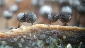 Attēlu rezultāti vaicājumam “Collaria arcyrionema spores”