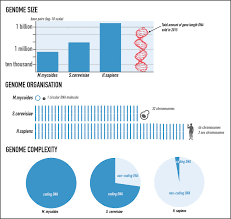Image result for genome sizes