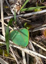 Attēlu rezultāti vaicājumam “Lebia chlorocephala”
