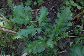 Attēlu rezultāti vaicājumam “Heracleum sosnowskyi leaf”