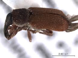 Attēlu rezultāti vaicājumam “Magdalis sp.”