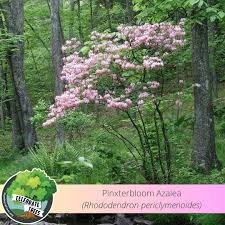 Attēlu rezultāti vaicājumam “Rhododendron periclymenoides”