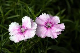 Image result for Nelke