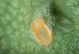 Attēlu rezultāti vaicājumam “Trioza dispar”