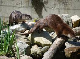 Image result for Eltham Otters