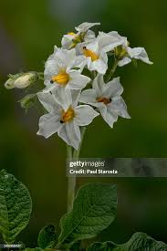 Attēlu rezultāti vaicājumam “Solanum tuberosum flower”