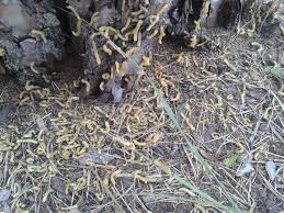 Attēlu rezultāti vaicājumam “Diprion pini male”