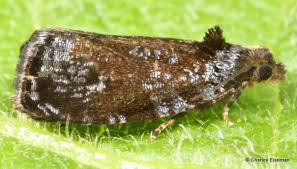 Attēlu rezultāti vaicājumam “Tortricidae”