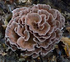 Image result for Podoscypha multizonata