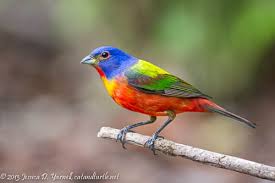 Image result for Bird