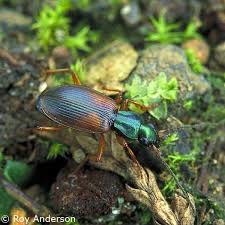 Attēlu rezultāti vaicājumam “Anchomenus dorsalis”