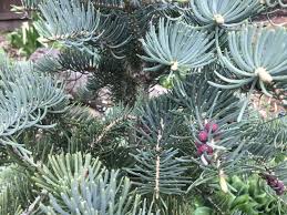 Attēlu rezultāti vaicājumam “Abies concolor”