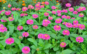 Image result for Zinnia violacea
