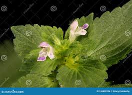 Attēlu rezultāti vaicājumam “Galeopsis bifida”