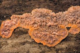 Attēlu rezultāti vaicājumam “Phlebia serialis”