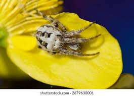 Attēlu rezultāti vaicājumam “Larinioides cornutus male”