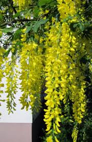 Attēlu rezultāti vaicājumam “Laburnum alpinum flower”