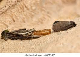 Attēlu rezultāti vaicājumam “Psyche casta larva”