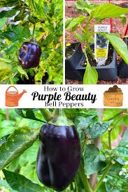 Afbeeldingsresultaat voor purple beauty sweet pepper