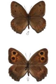 Attēlu rezultāti vaicājumam “Hyponephele lycaon male”