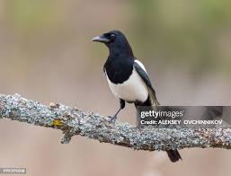 Attēlu rezultāti vaicājumam “Pica pica”