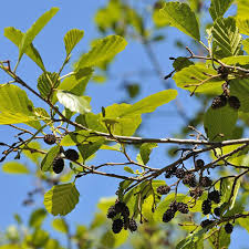 Attēlu rezultāti vaicājumam “Betula pendula flower”