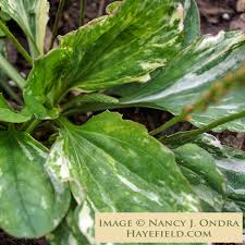 Attēlu rezultāti vaicājumam “Plantago major leaf”