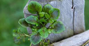 Image result for Brunnenkresse