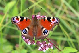 Attēlu rezultāti vaicājumam “Inachis io underside”