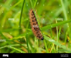 Attēlu rezultāti vaicājumam “Phragmatobia fuliginosa larva”