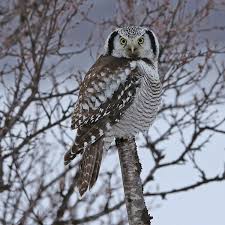 Image result for Surnia ulula